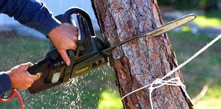 Reliable Del Mar, CA Tree Care Solutions