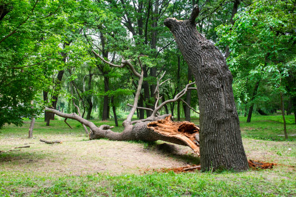 Best Tree Removal  in Del Mar, CA