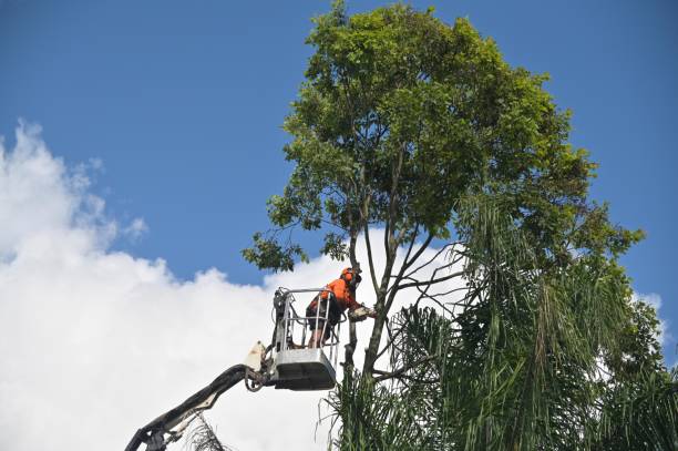 Seasonal Cleanup (Spring/Fall) in Del Mar, CA