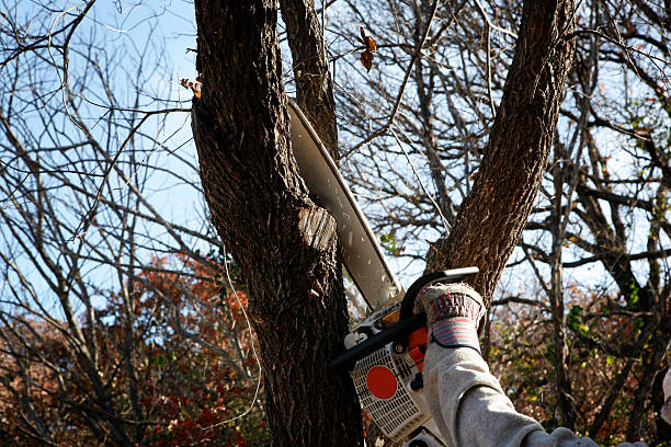 How Our Tree Care Process Works  in  Del Mar, CA