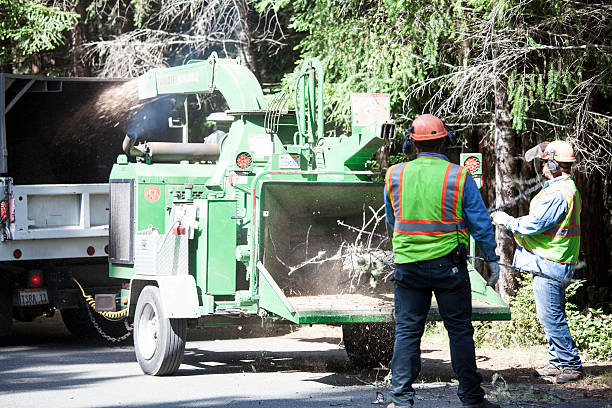 Best Fruit Tree Pruning  in Del Mar, CA